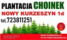 Choinki Świerk zielony srebrny kujący Choinka na pniu Świerk - 4