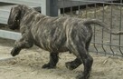 Presa Canario / Dogo Canario - 1