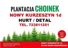 Choinki Świerk zielony srebrny kujący Choinka na pniu Świerk - 9