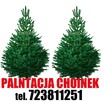 Choinki Świerk zielony srebrny kujący Choinka na pniu Świerk - 13