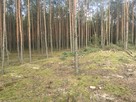 Zielonka Przyłęki działka z własnym lasem !!! - 3
