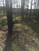Zielonka Przyłęki działka z własnym lasem !!! - 8