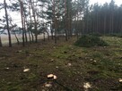 Zielonka Przyłęki działka z własnym lasem !!! - 5