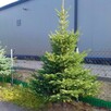 Choinki Świerk zielony srebrny kujący Żywa Choinka na pniu - 7