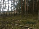 Zielonka Przyłęki działka z własnym lasem !!! - 2