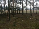 Zielonka Przyłęki działka z własnym lasem !!! - 7