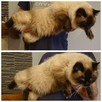Ragdoll reproduktor - 6