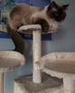 Ragdoll reproduktor - 5