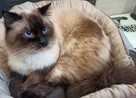 Ragdoll reproduktor - 2