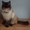 Ragdoll reproduktor - 3