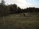 DZIAŁKI REKREACYJNE ORLE - JEZIORO GŁUSZYŃSKIE - 3
