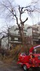 Wycinka drzew Gdańsk Gdynia Sopot Kartuzy - 7