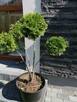 Bonsai tuja szmaragd - 1