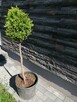 Bonsai tuja szmaragd - 2