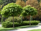Katalpa Catalpa Surmia Bignoniowa Nana 2m - 2,3m - 2