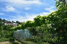 Katalpa Catalpa Surmia Bignoniowa Nana 2m - 2,3m - 5