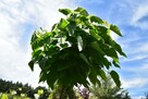 Katalpa Catalpa Surmia Bignoniowa Nana 2m - 2,3m - 7
