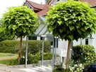 Katalpa Catalpa Surmia Bignoniowa Nana 2m - 2,3m - 1