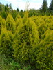 Tuja Szmaragd Gold 60 - 80cm. z bryłkom sadzenie - 2
