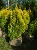 Tuja Szmaragd Gold 60 - 80cm. z bryłkom sadzenie - 1