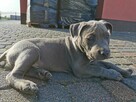 Amstaff // American Staffordshire Blue - szczeniak (piesek) - 5