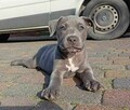 Amstaff // American Staffordshire Blue - szczeniak (piesek) - 2