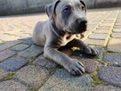 Amstaff // American Staffordshire Blue - szczeniak (piesek) - 6