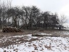 Karczowanie drzew Gorlice, Rzeszów, Dębica - 12