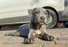 Amstaff // American Staffordshire Blue - szczeniak (piesek) - 1