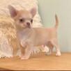 Free Chihuahua puppies for adoption