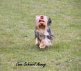 York Yorkshire Terrier ZKwP FCI - 8