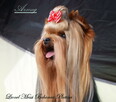 York Yorkshire Terrier ZKwP FCI - 1