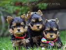 York Yorkshire Terrier ZKwP FCI - 10