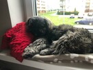 Reproduktor shih tzu - 3