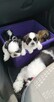 Reproduktor shih tzu - 5