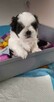 Reproduktor shih tzu - 6