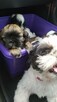 Reproduktor shih tzu - 8