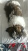Reproduktor shih tzu - 7