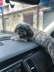 Reproduktor shih tzu - 4