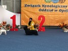 szczenięta SKYE TERRIER po championach FCI cert. do wglądu - 2