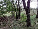 Laski gm. Zbójna działka 2500m2 - 3