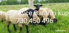 Owce Baranki Kupie lub zamienie na kozy 730 450 496