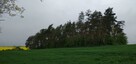 Sprzedam działkę siedliskową 6000 M2 Rosochata dolnośląskie - 3