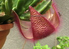Sukulent Stapelia grandiflora włochate kwiaty - 16