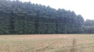Drewno tartaczne, surowiec, kłody olcha, modrzew, dąb - 5