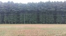 Drewno tartaczne, surowiec, kłody olcha, modrzew, dąb - 2
