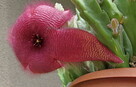 Sukulent Stapelia grandiflora włochate kwiaty - 14