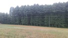 Drewno tartaczne, surowiec, kłody olcha, modrzew, dąb - 4