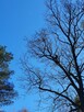 Wycinka i pielęgnacja drzew metodą alpinistyczną - 4