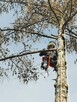 Wycinka i pielęgnacja drzew metodą alpinistyczną - 2